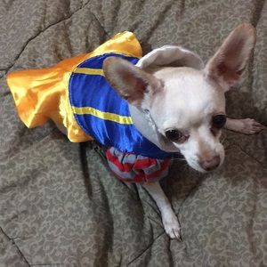 Xs Snow White dog costume